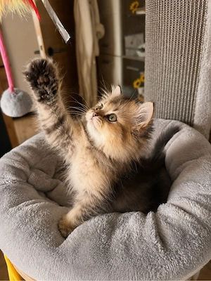 BLH Kitten abgabebereit