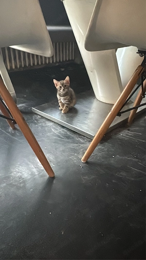 Bengal Katzen zu Verschenken