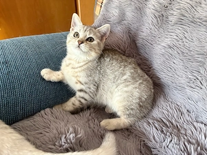 Kitten suchen ein neues Zuhause