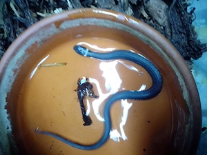 Natrix natrix Ringelnatter