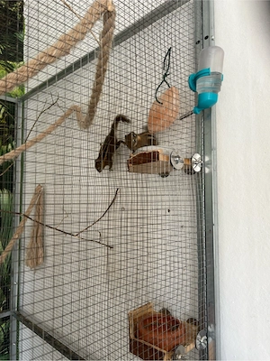 Streifenhörnchen 