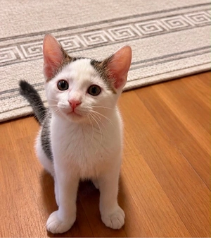 katzenbaby