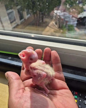 Nymphensittiche 
