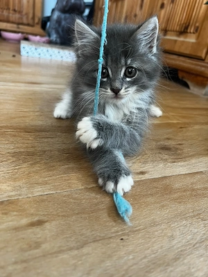Main Coon   Sibirische Waldkatzen Babys