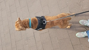 American bully xl 
