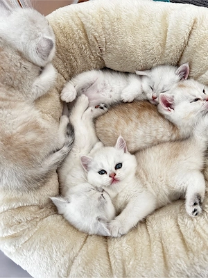 Wunderschöne Kitten suchen liebevolle Famillien