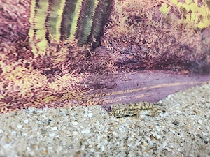 stenodactylus