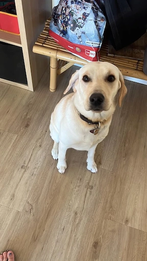 Labrador Hündin dringend in liebevolle Hände abzugeben 