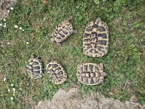 Griechische Landschildkröten, Testudo Hermanni, weiblich, 6 Jahre, NZ von 2020