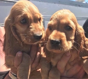 Cocker Spaniel welpen