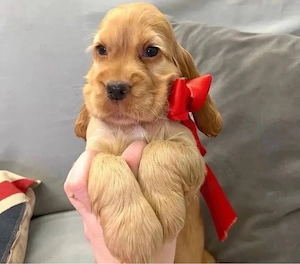 Cocker Spaniel Welpen