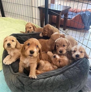 Cocker Spaniel welpen