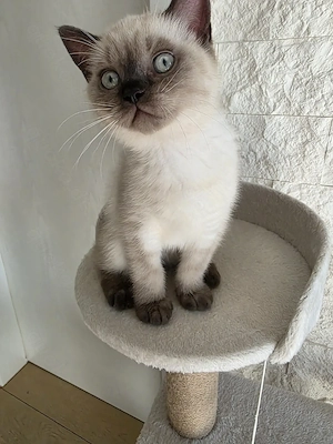 BKH Kitten reinrassig