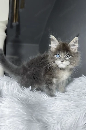 7 wunderschöne, geimpfte Maine-Coon-Kätzchen mit Stammbaum (3 Monate 3 Wochen)   
