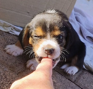 Beagle Welpen Tricolor - Reinrassig (noch 4 Welpen)