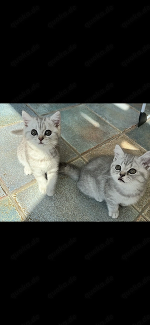 BKH Kitten Britisch Kurzhaar Katze