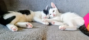 2 süße Katzenkinder suchen gutes Zuhause 