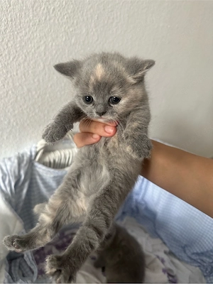 britisch Kurzhaar kitten 
