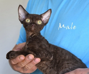Kitten Devon Rex reinrassig mit Stammbaum .