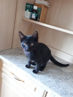 kleine mietze Sucht 