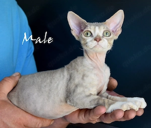Kitten Devon Rex reinrassig mit Stammbaum .