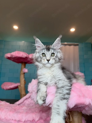 Maine-Coon-Kätzchen   12 Wochen alt   bereit für ihr Für-immer-Zuhause