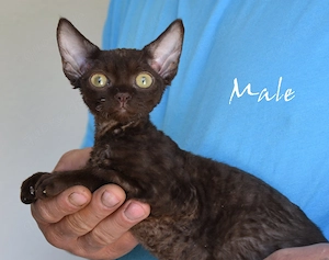 Exklusive Devon Rex Kitten mit Stammbaum   liebevoll aufgezogen ( weiblich und männlich)