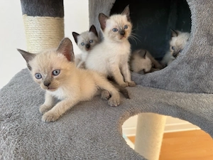 Siam Kitten Seal Point zwei mädchen 