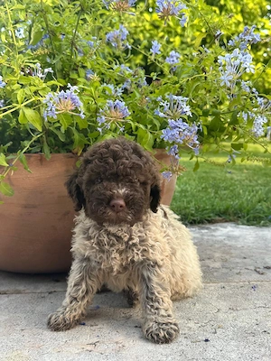 Reinrassige Lagotto Romagnolo Welpen zu verkaufen 