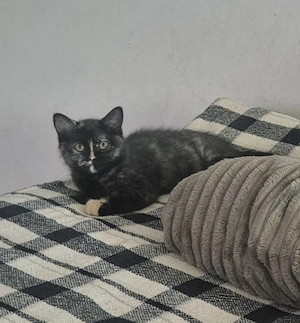 Bkh Katzenbabys ,noch 1 Mädchen