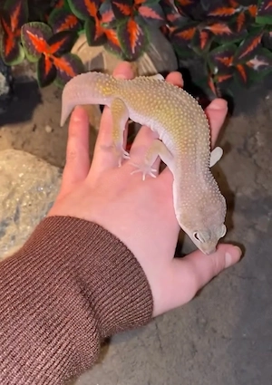 Blizzard Leopardgecko Männchen abzugeben
