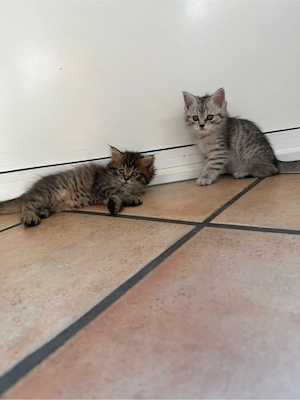 Zwei süße Babykater suchen ein liebevolles Zuhause.   