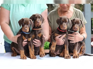 Dobermann Welpen Reinrassig abzugeben