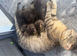 3 Babykatzen suchen ein neues Zuhause