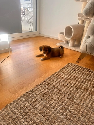 Bezauberndes Welpenmädchen sucht ihr Herzenszuhause!  