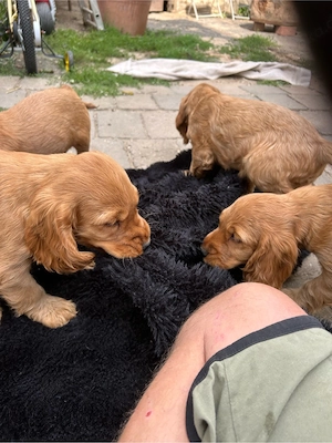 English Cocker Spaniel Welpen 