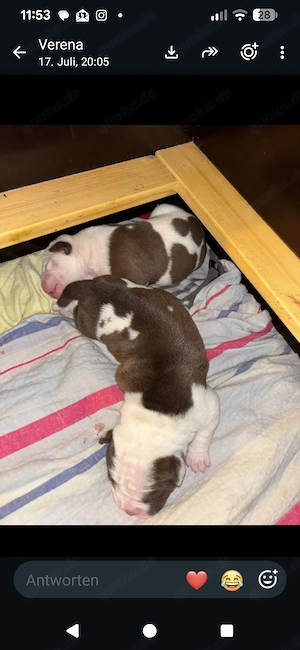 Old english Bulldog American Bulldog Welpen 