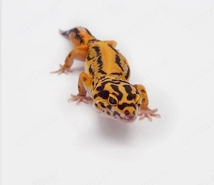 Tangerine Bold Stripe Bandit Leopardgecko Männchen