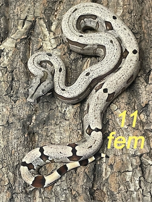 Boa constrictor amarali, dotted bloodline, (STÖCKL) Nachzucht 2026