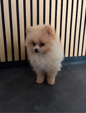 Liebevolle Familie sucht Pomeranian-Welpen     