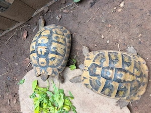 2 griechische Landschildkröten, weiblich