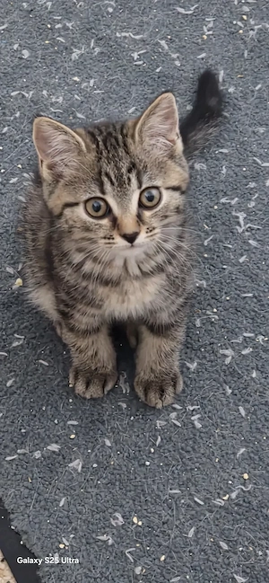 Reinrassige BKH Kitten 