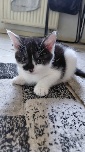 katzen suchen ein neues zu Hause