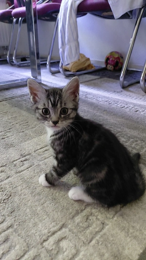 katzen suchen ein neues zu Hause