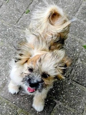 Mischlinge 
