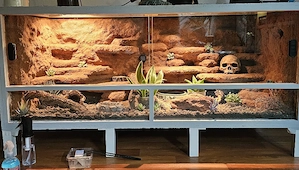 2 Leopardgecko Weibchen suchen ein liebevolles Zuhause 