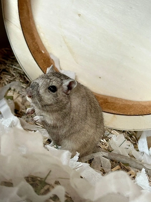 Mäuse Wüstenrennmäuse inkl. Gehege und Zubehör
