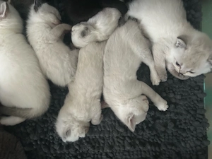 BKH Kittens