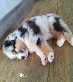Australian Shepherd 