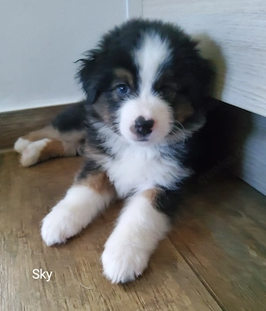 Australian Shepherd 